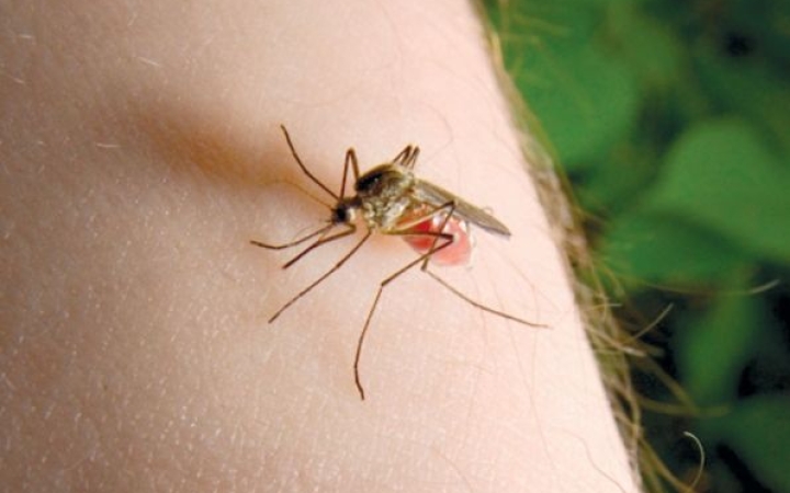 Fújják, szórják - Folytatódik a szúnyogirtás