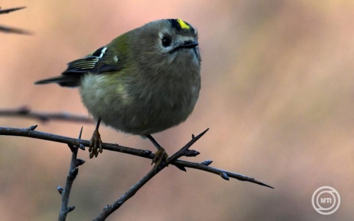 Idén is elindult az MME Tavaszi természetles című adatgyűjtő akciója
