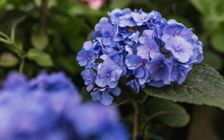 Már lehet nevezni a 26. "Virágos Dunaújvárosért" versenyre!