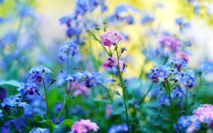 Vadvirág a városban? Bárkinél lehet ilyen!