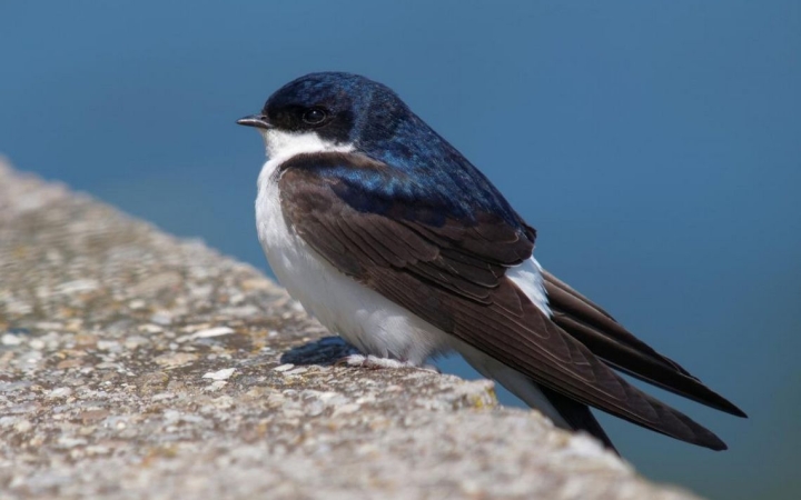 A fecskék védelmére hívja fel a lakosság figyelmét az MME