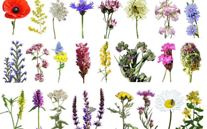 Hogyan lehet vadvirágos kerted? Segítenek!