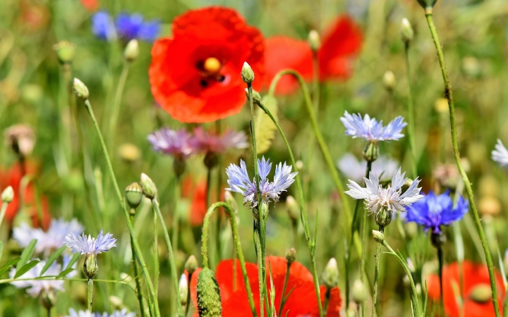 Vadvirágos városi sziget? Igen, lehet! 