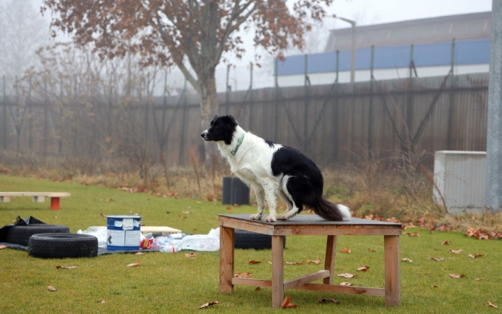 A kutya egyszerre gyerek és legjobb barát