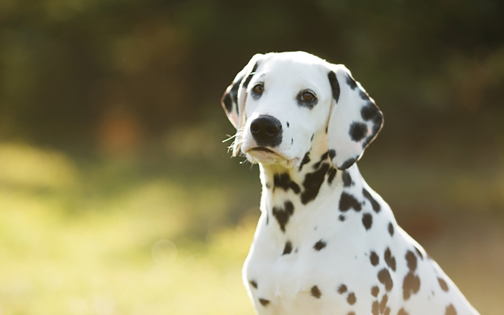 A négylábúak biztonsága az elsődleges cél!