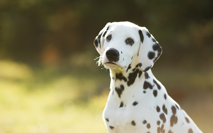 A négylábúak biztonsága az elsődleges cél!