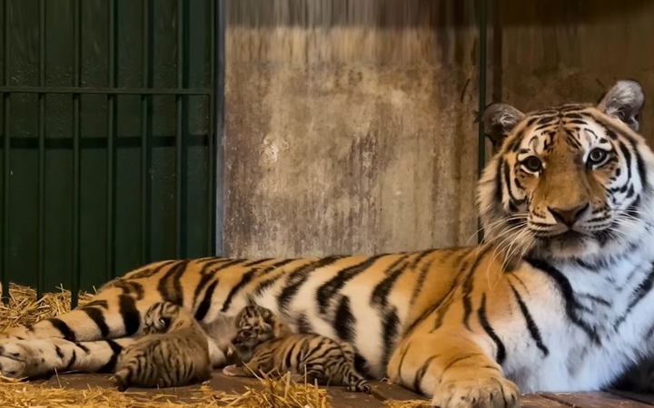 Szibériai tigriskölykök születtek a Fővárosi Állatkertben