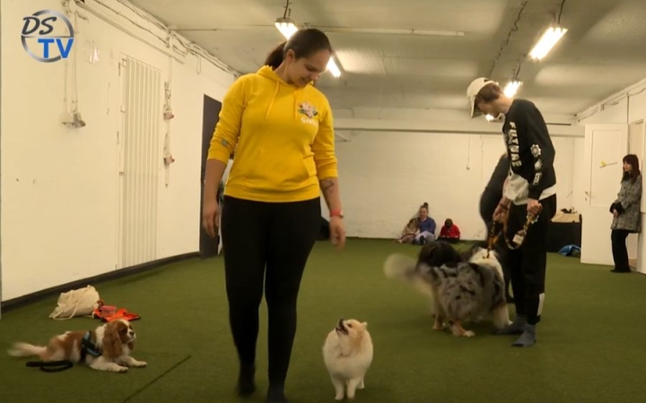 DSTV: különleges együttműködés