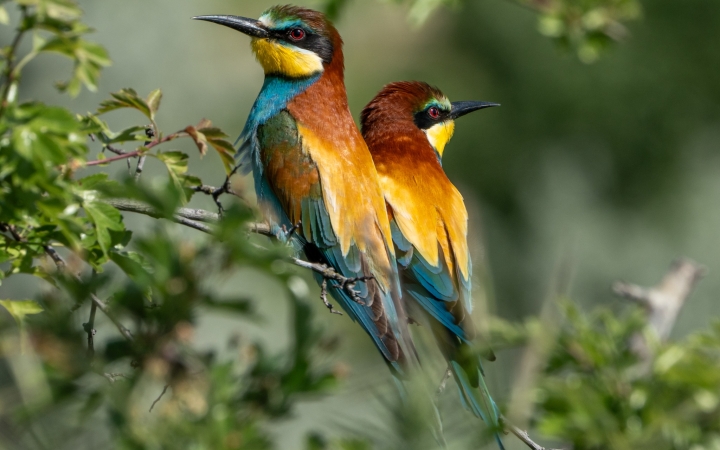 A természet ünnepe Kishantoson