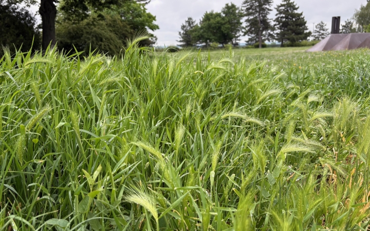 Öt csapat áll folyamatosan csatasorban a fűnyírás frontján