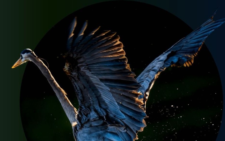 Több száz alkotás érkezik a Planet Lens Nemzetközi Természetfotó- és Filmfesztiválra