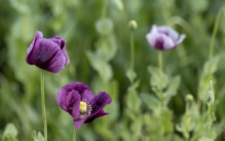 Némi napsütés után felhős, borult, csapadékos hét várható