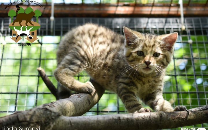 Visszatért a természetbe Merlin, a Budakeszi Vadasparkban felnevelt vadmacska