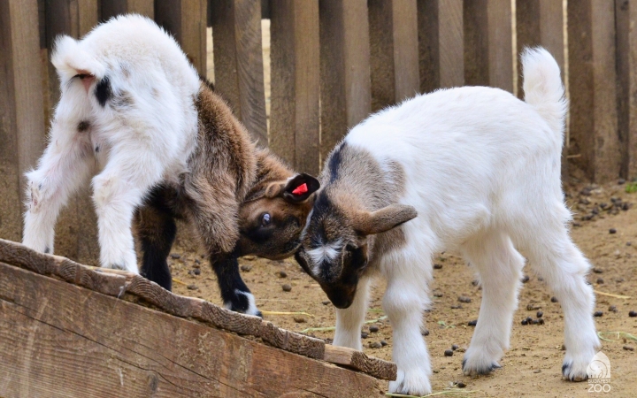 Újra megnyílt az állatsimogató a Fővárosi Állat- és Növénykertben