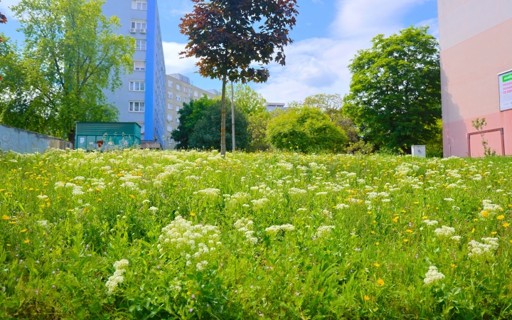 Vadvirágos rétek, szigetek a még zöldebb városért