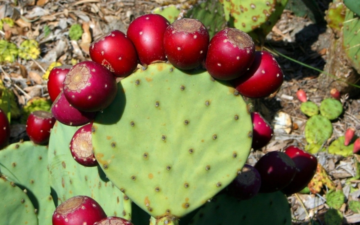 Különleges formájú és életmódú kaktuszok lesznek láthatók a tavaszi kaktuszkiállításon