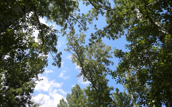 Digitális fakataszter készül a városban – az első lépés a belvárosi fák felmérése