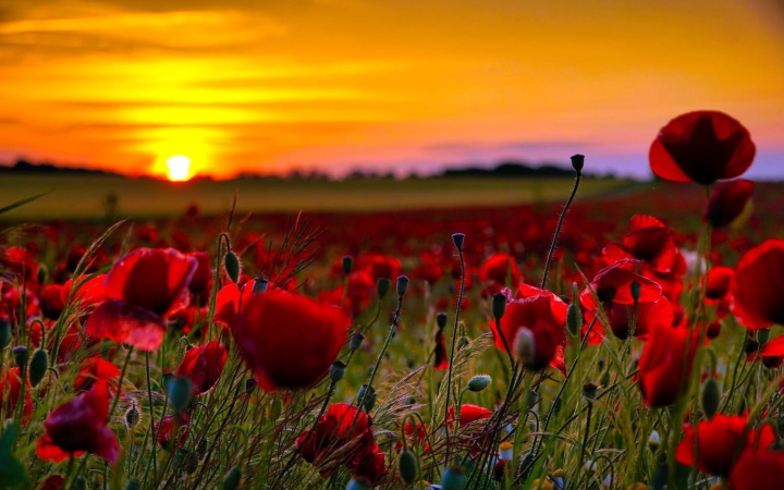 Hihetetlen, de igaz: tombol a nyár!