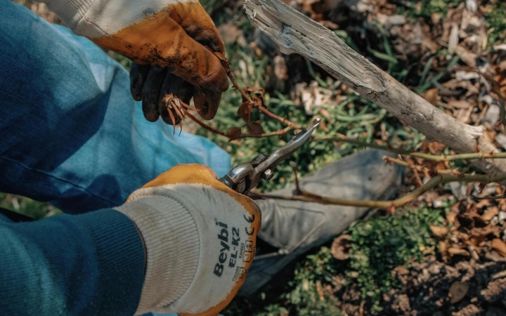 Mit kezdjünk a levágott gallyakkal? Ágaprítás a gyakorlatban