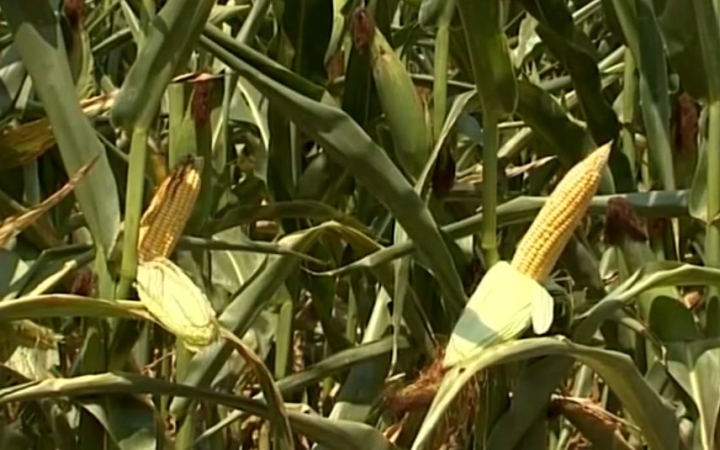 Kukorica - közepes a termés