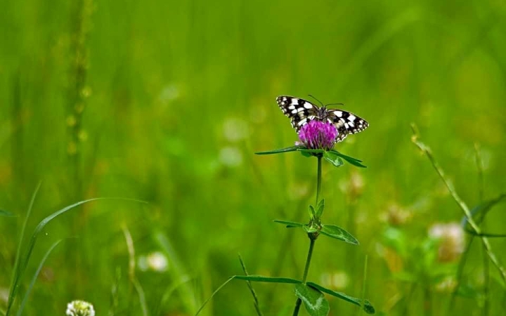 Pici lehűlés után visszatér a hőség