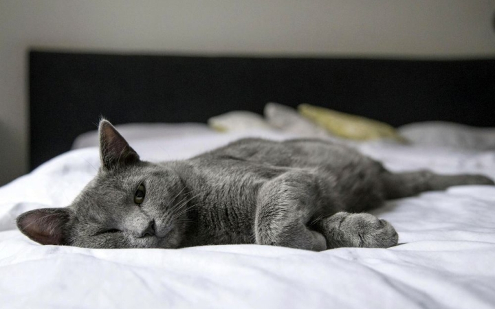 A macskák leukózisa nem gyerekjáték