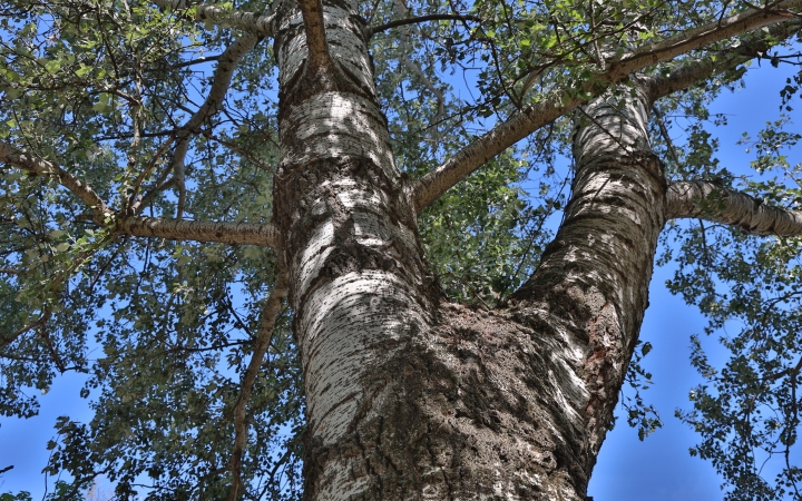 „Dunaújváros fái négy évszakban” – a napokban lezárult az első, tavaszi forduló