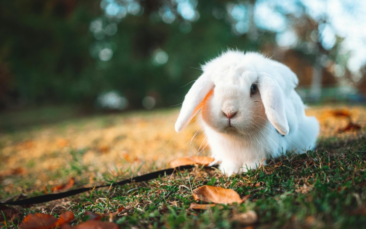 Törpenyuszik betegségei