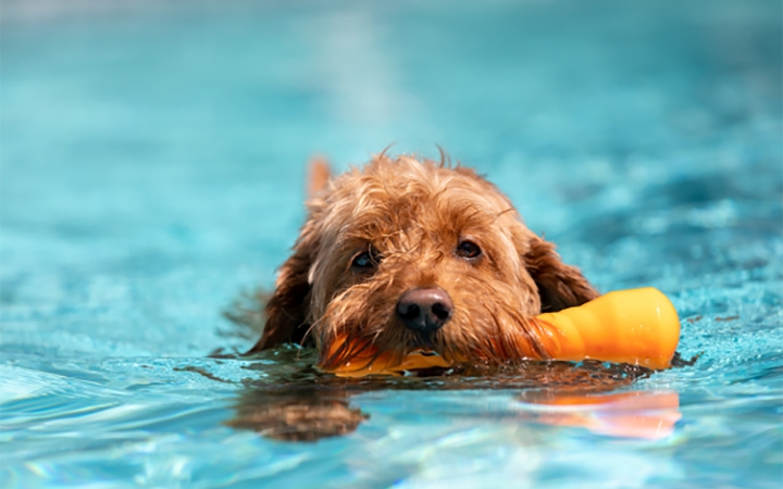 Nyári hőség, okos gazdi – a kánikula heteiben vigyázzunk kedvenceinkre is! (FRISSÍTVE!)