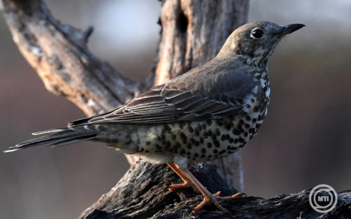 Július 25-ig várják a voksokat az év madarára