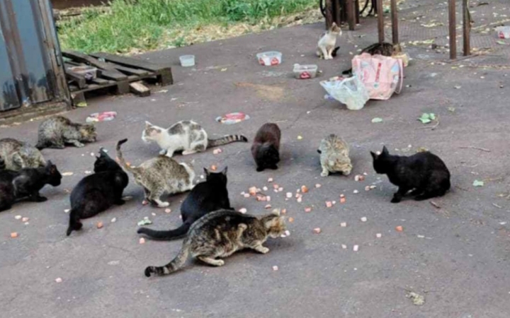 Vasmacskák – összefogás a gyári kolóniákért