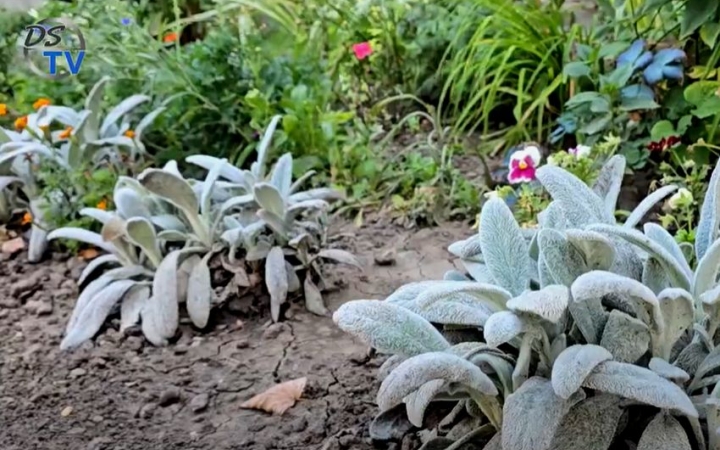 DSTV: vadvirágok a városban – mindenki örömére