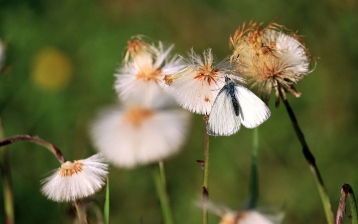 Figyelem és vigyázat, nagyon durva kánikula várható!