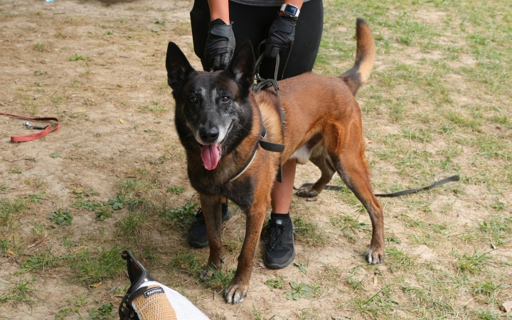 Nyári tréningtáboron a kutyások közössége