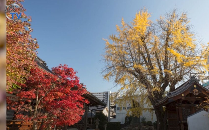 DSTV: Hirosima túlélő fái