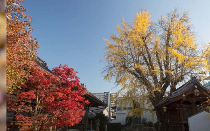 DSTV: Hirosima túlélő fái