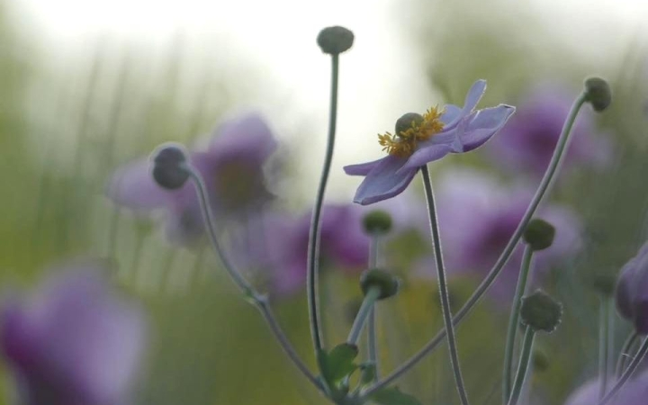 Újra támad a kánikula – a hét végén némi csapadékkal