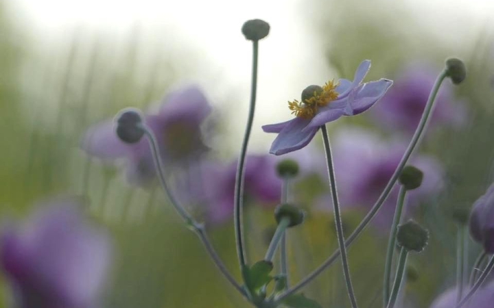 Újra támad a kánikula – a hét végén némi csapadékkal