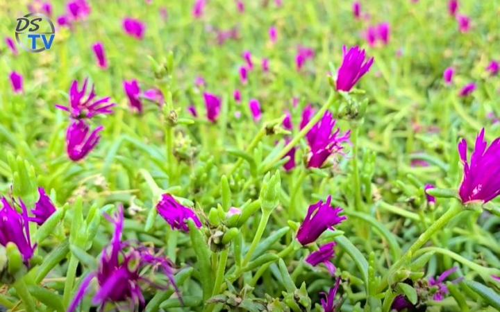 DSTV: gyönyörű kert a belvárosban