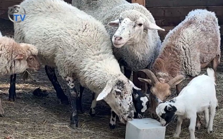 DSTV: állati betevő az arborétumban