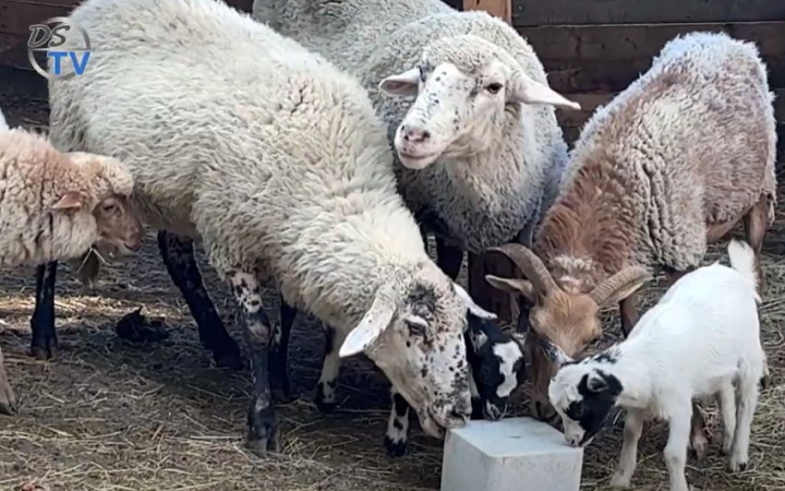 DSTV: állati betevő az arborétumban