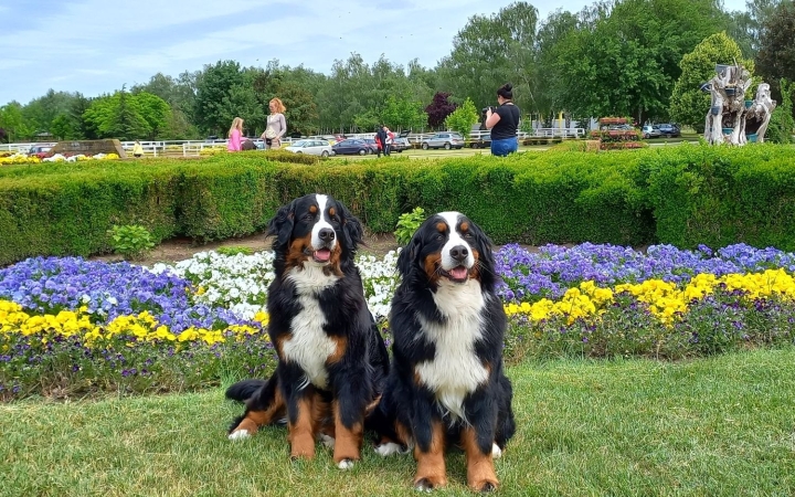 Bernisek randevúja a Duna-parton