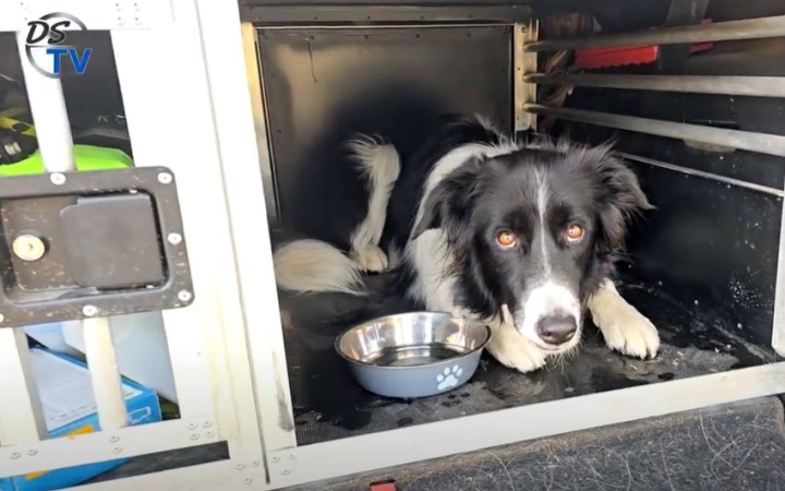 DSTV: nyári kihívások a mentőkutyásoknál