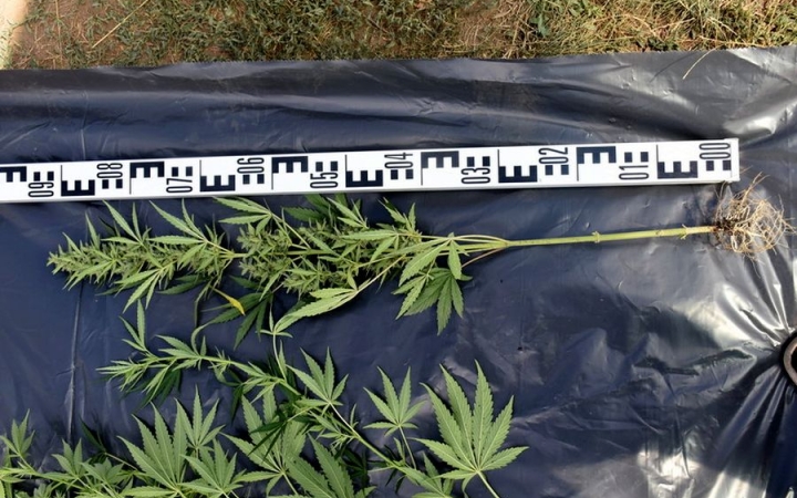 Zöld értékek a fólia alatt – most picit másképp