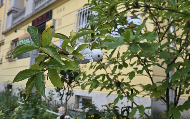 Csodakert kápráztatja a belváros sétálóit