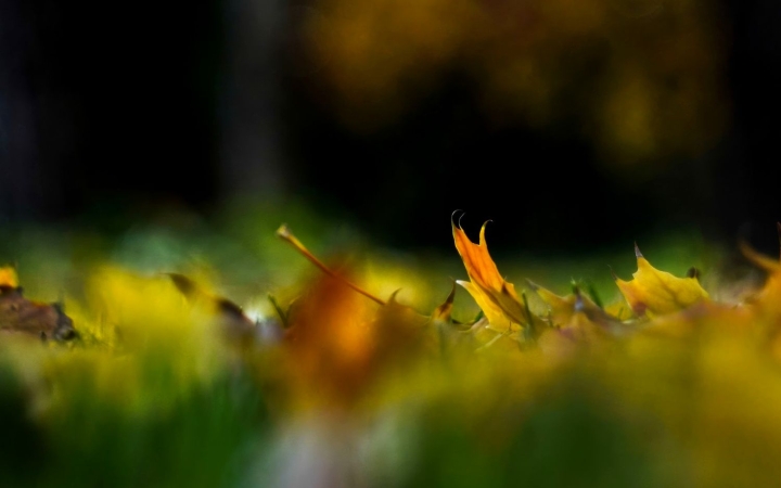 Ne dőlj be az ősz trükkjeinek, még visszatér a nyárias idő