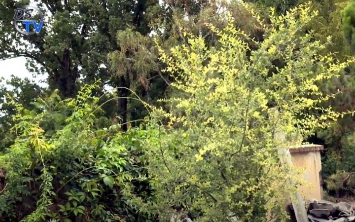 DSTV: még zöldebb arborétum