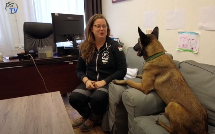 DSTV: szép eredménnyel versengtek