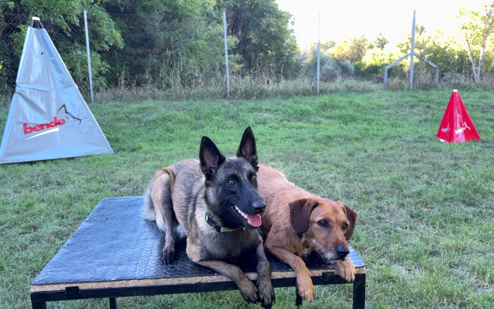 A második születésnapját ünnepelte a LEAF kutyás kutató-mentő sportegyesület