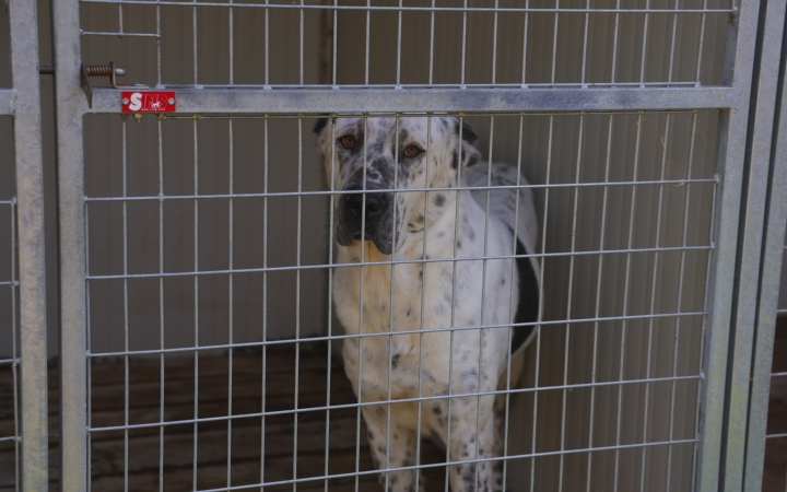 A menhelyi állatoknak is jár a második esély